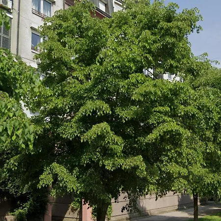 Comfy Flat In City-free Parking Apartment *